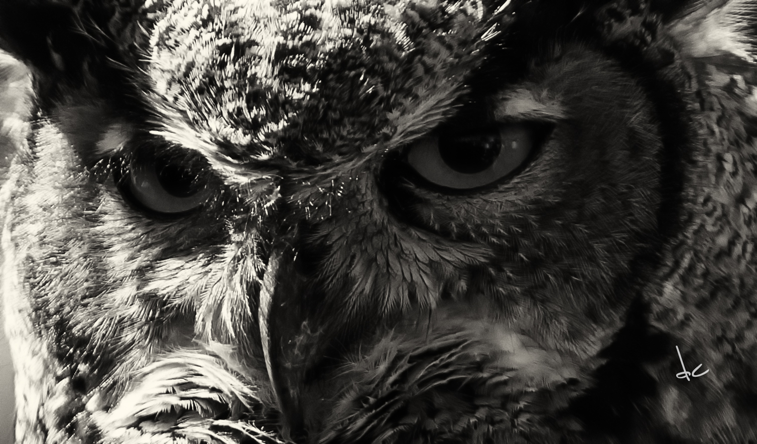 Black And White Photography Of Owls Three Column Blogger